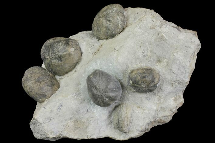 Multiple Fossil Sea Urchin (Hemiaster) Plate - Texas #136966